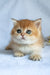 Polli | British Shorthair Kitten