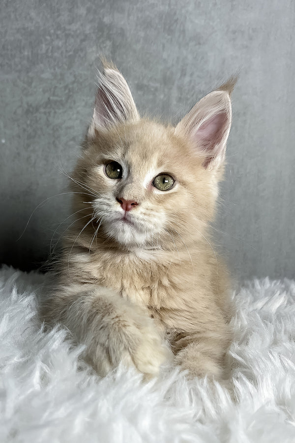 Pollo | Maine Coon Kitten