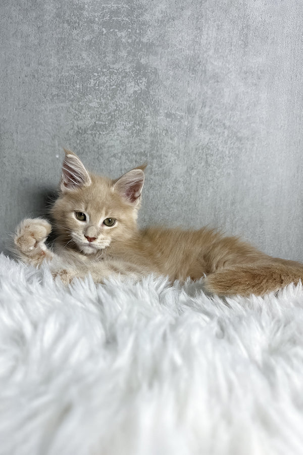 Pollo | Maine Coon Kitten