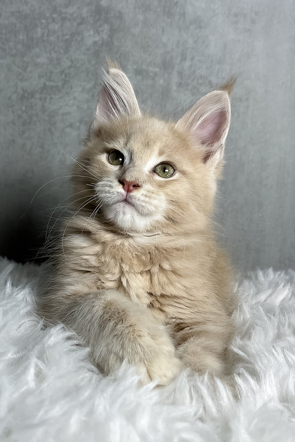 Pollo | Maine Coon Kitten