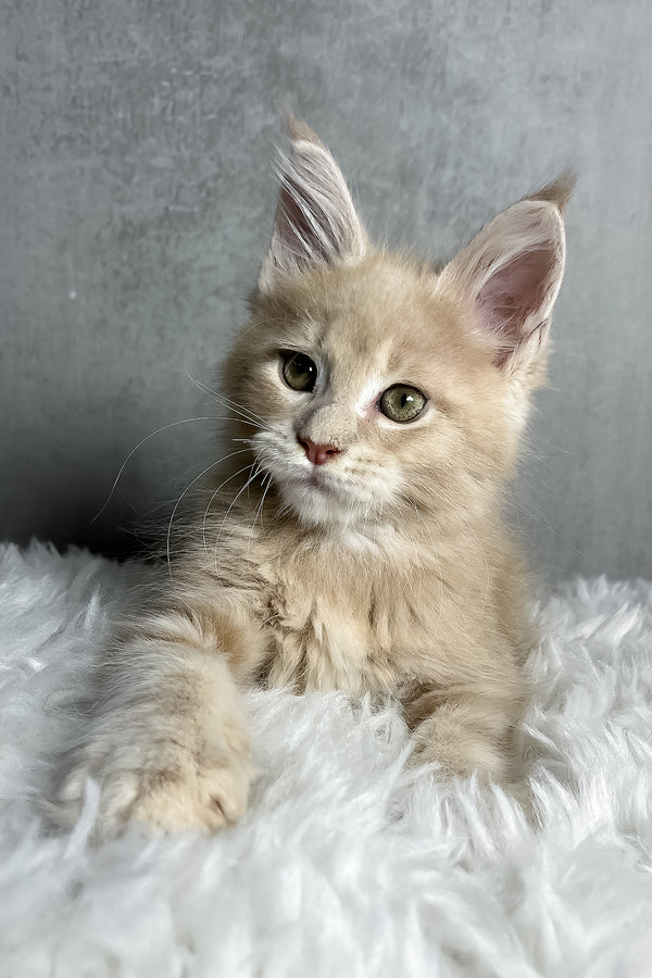 Pollo | Maine Coon Kitten