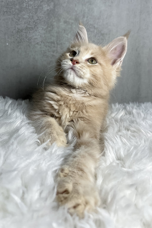 Pollo | Maine Coon Kitten