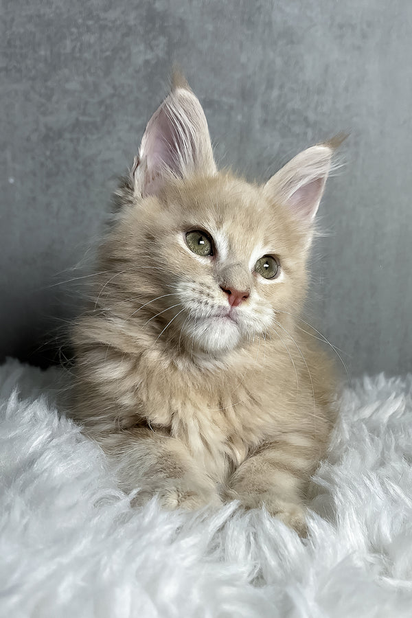 Pollo | Maine Coon Kitten