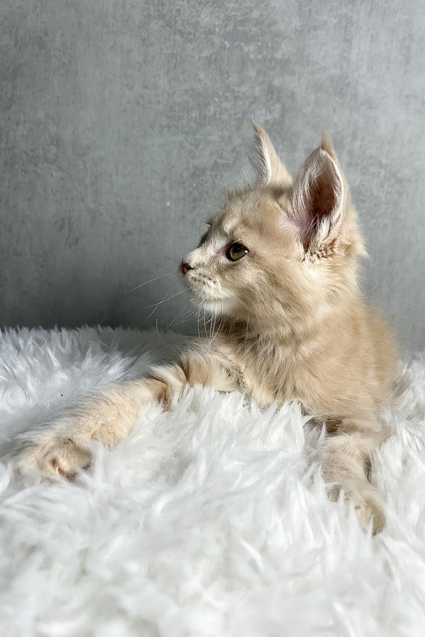 Pollo | Maine Coon Kitten