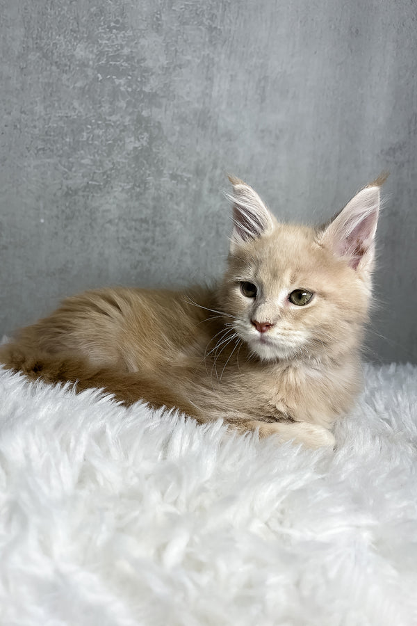 Pollo | Maine Coon Kitten