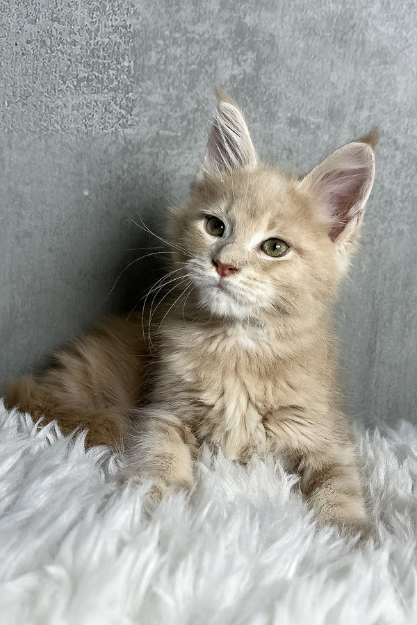 Pollo | Maine Coon Kitten