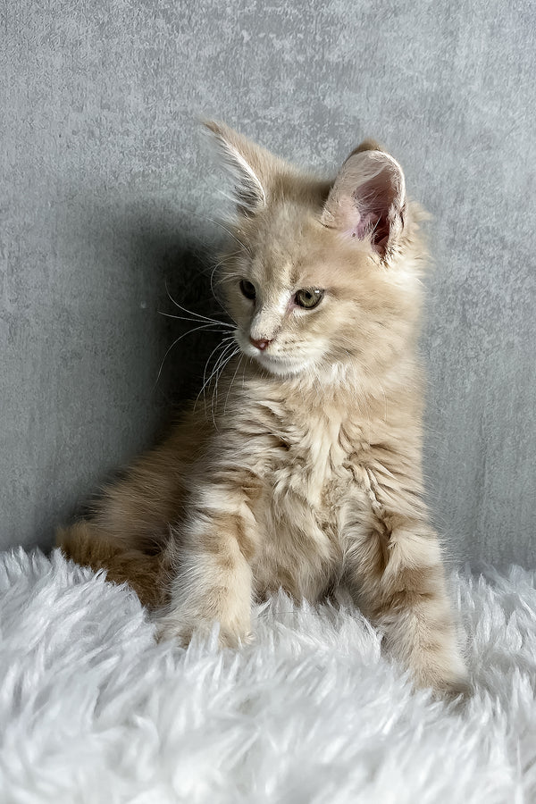 Pollo | Maine Coon Kitten