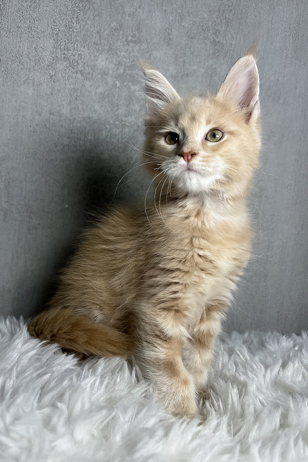 Pollo | Maine Coon Kitten