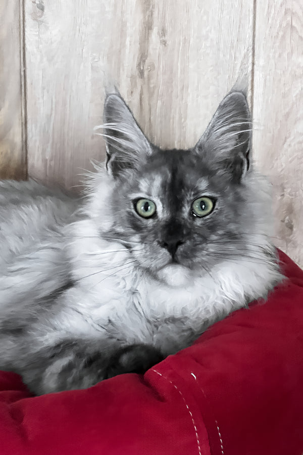 Polly | Maine Coon Kitten