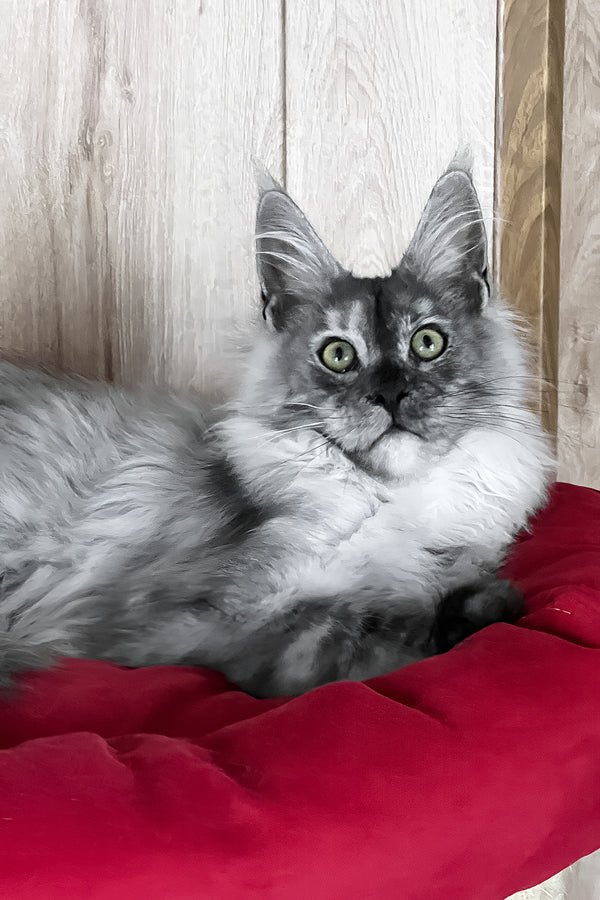 Polly | Maine Coon Kitten