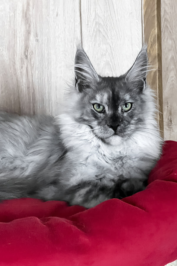 Polly | Maine Coon Kitten