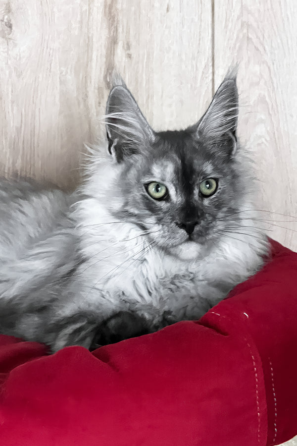 Polly | Maine Coon Kitten
