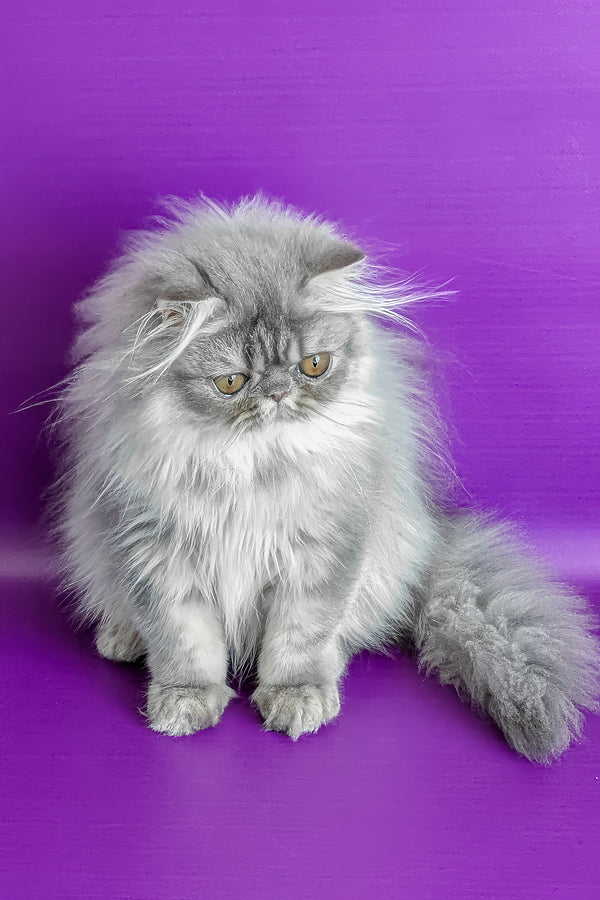 Pompon | Persian Kitten