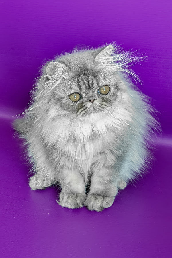 Pompon | Persian Kitten