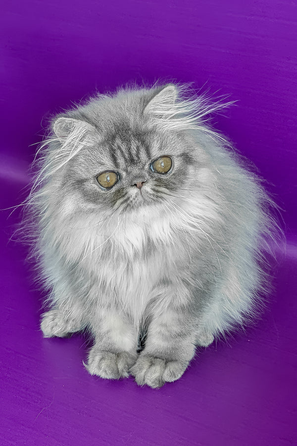 Pompon | Persian Kitten