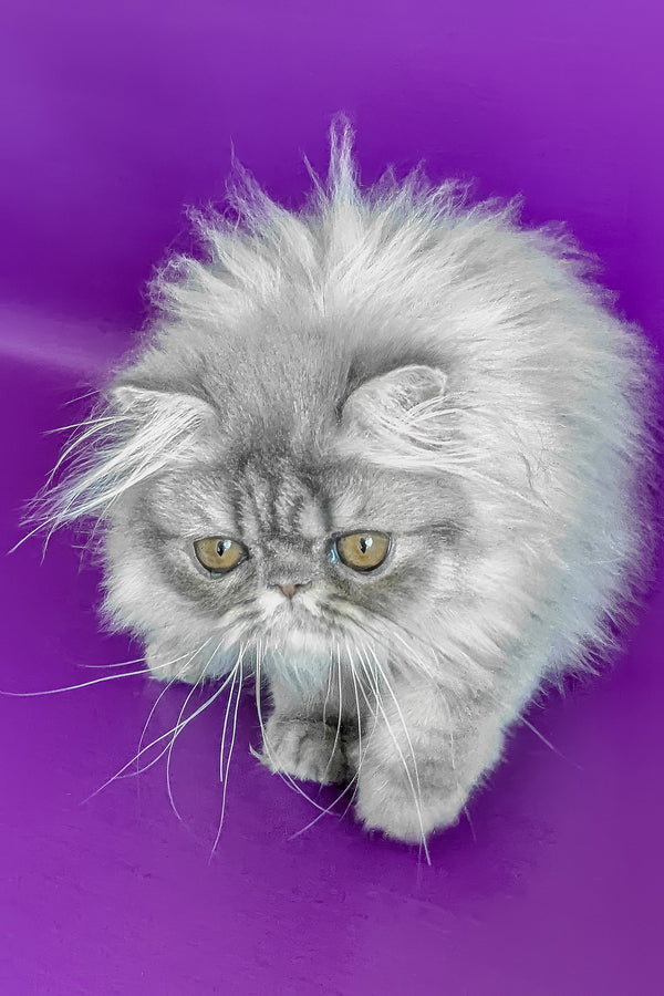 Pompon | Persian Kitten