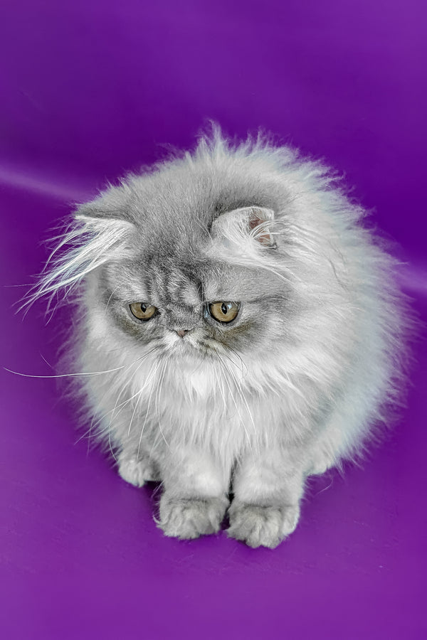 Pompon | Persian Kitten