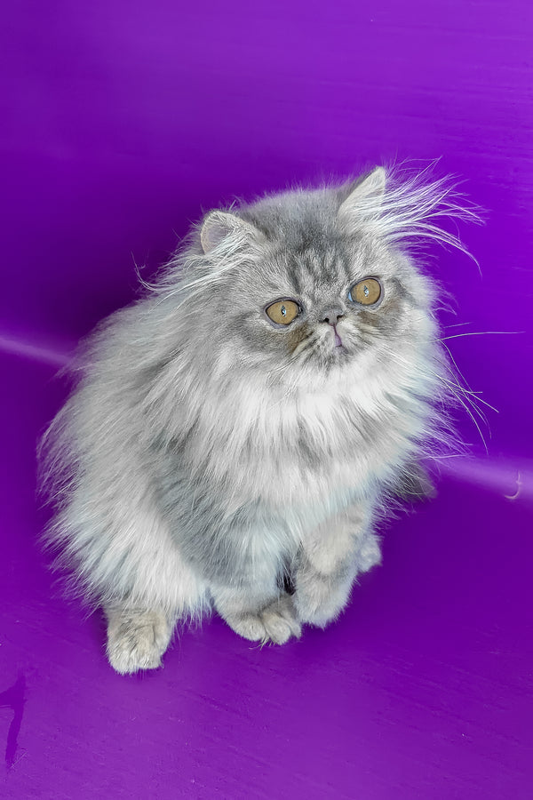Pompon | Persian Kitten
