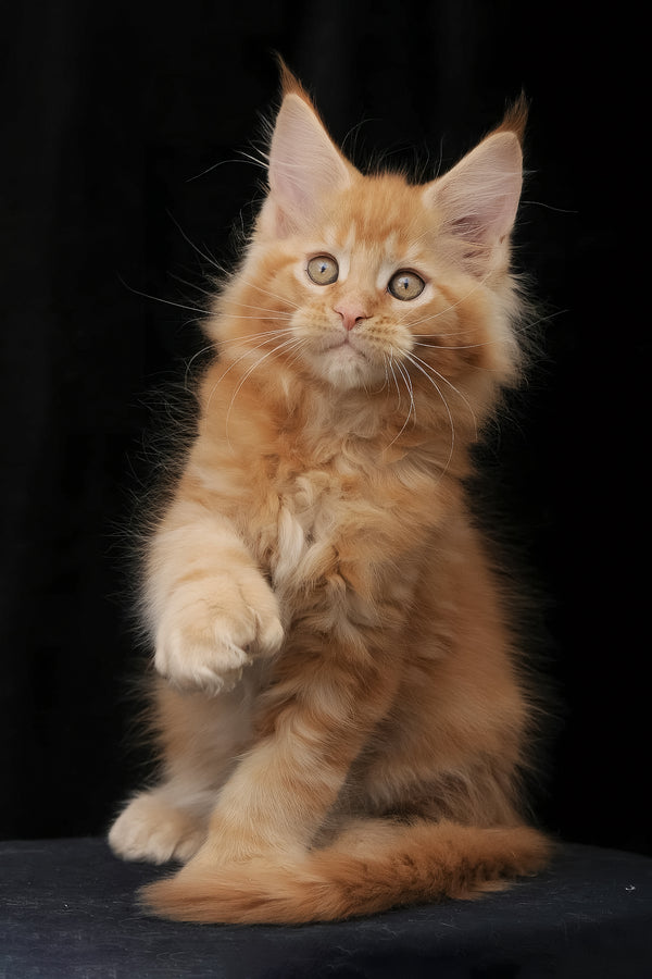 Pontiac | Polydactyl Maine Coon Kitten