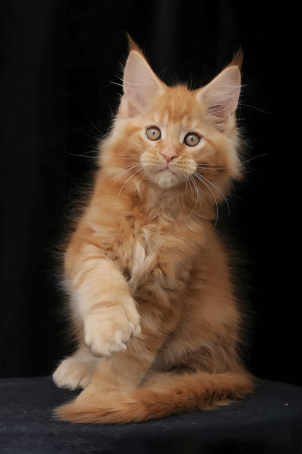 Pontiac | Polydactyl Maine Coon Kitten
