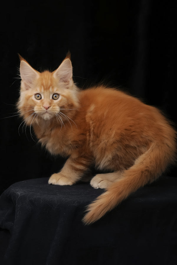 Pontiac | Polydactyl Maine Coon Kitten