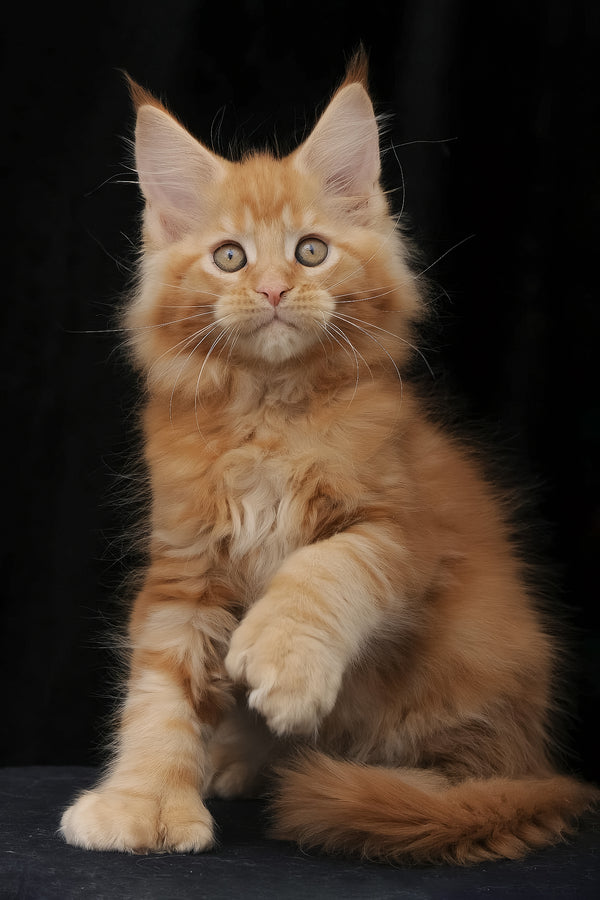 Pontiac | Polydactyl Maine Coon Kitten