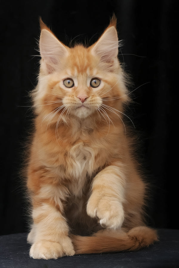 Pontiac | Polydactyl Maine Coon Kitten