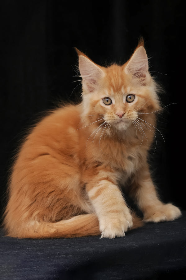 Pontiac | Polydactyl Maine Coon Kitten