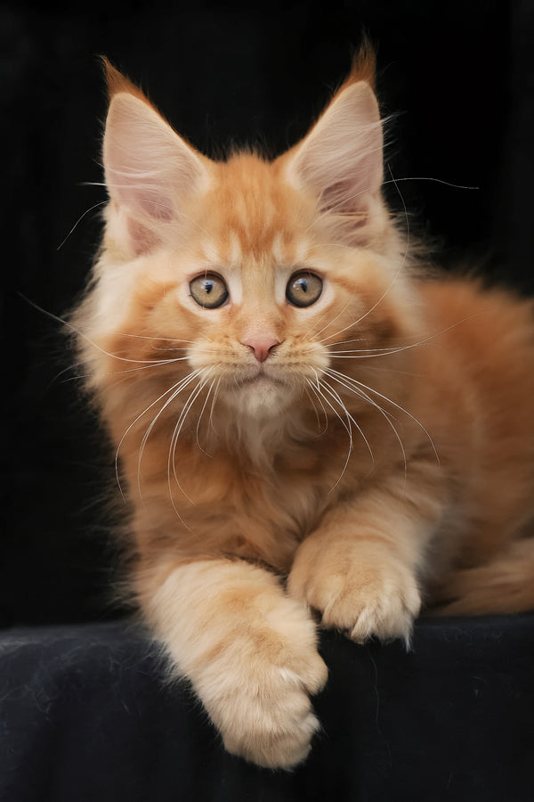 Pontiac | Polydactyl Maine Coon Kitten