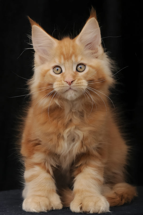 Pontiac | Polydactyl Maine Coon Kitten