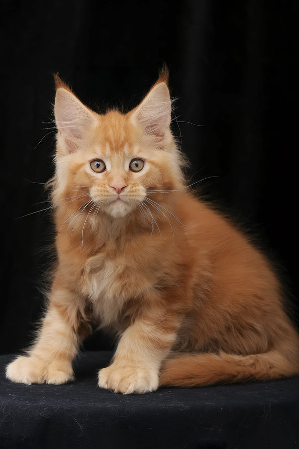 Pontiac | Polydactyl Maine Coon Kitten
