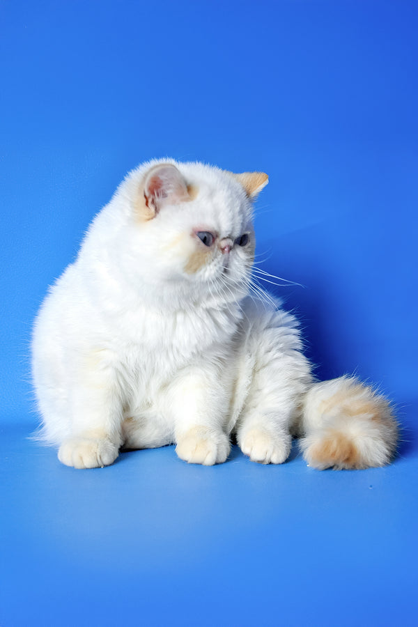 Potap | Exotic Shorthair Kitten