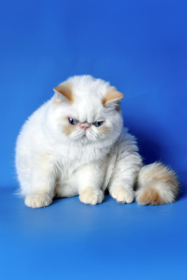 Potap | Exotic Shorthair Kitten