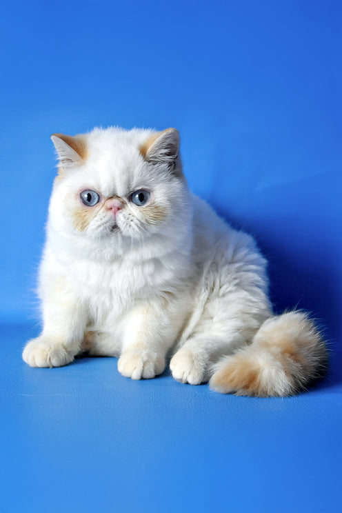 Potap | Exotic Shorthair Kitten