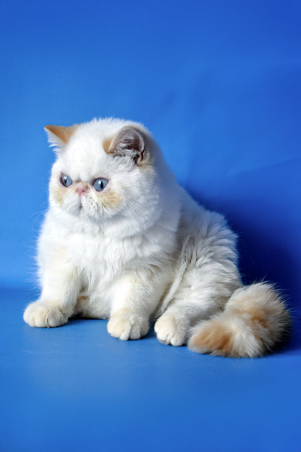 Potap | Exotic Shorthair Kitten