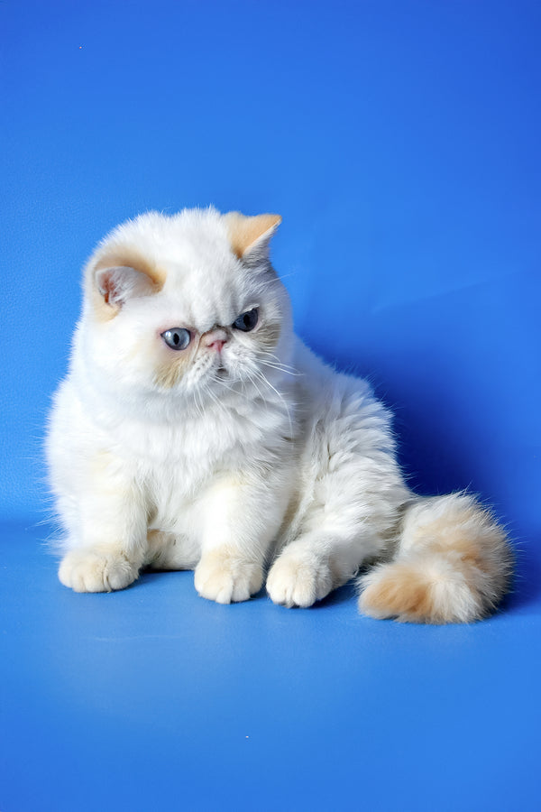 Potap | Exotic Shorthair Kitten