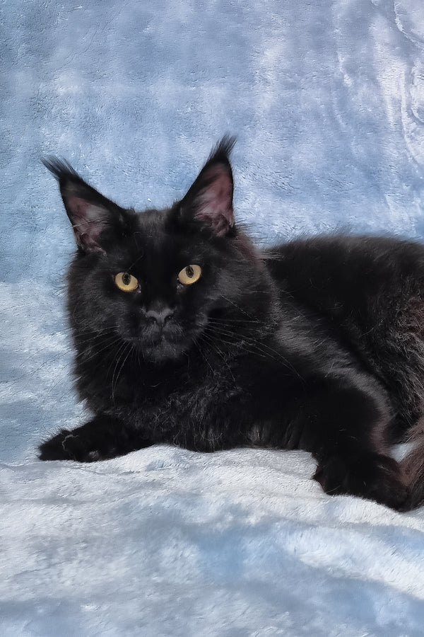Prince | Maine Coon Kitten