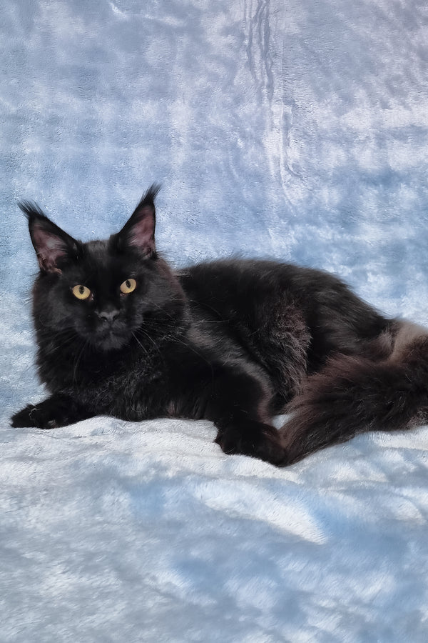 Prince | Maine Coon Kitten
