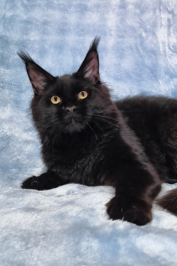 Prince | Maine Coon Kitten