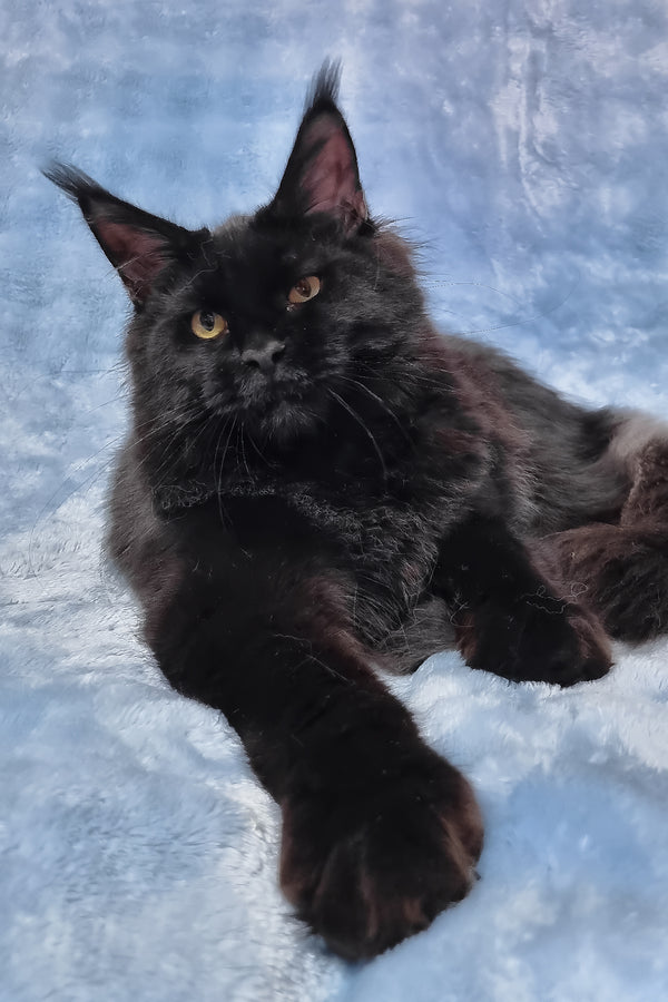 Prince | Maine Coon Kitten