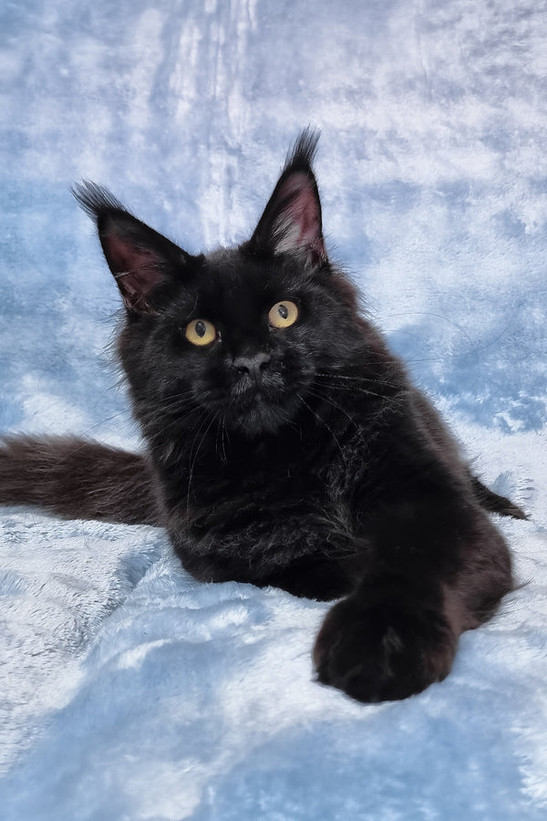 Prince | Maine Coon Kitten
