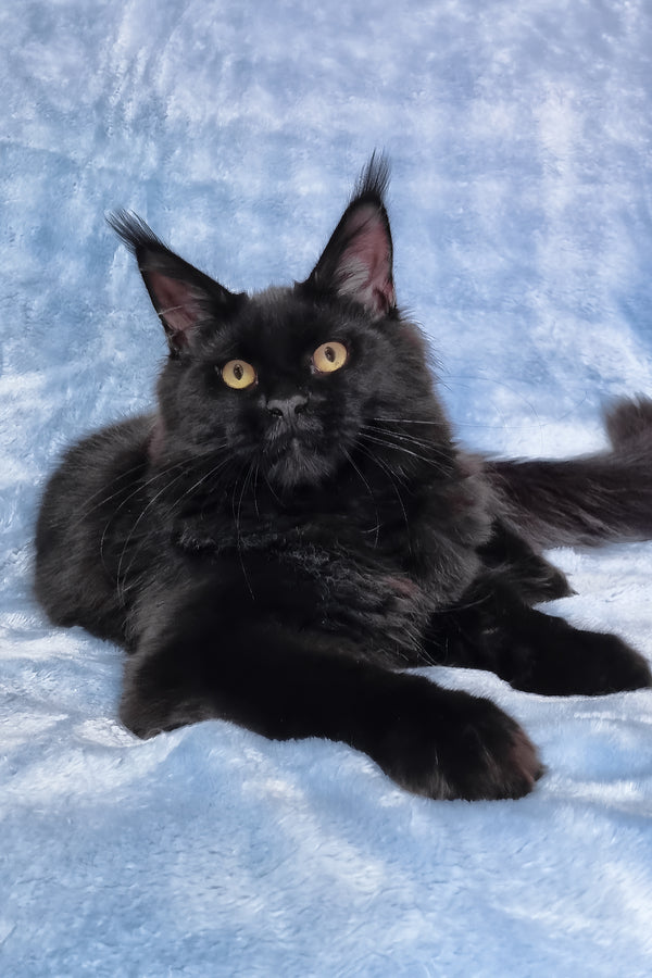 Prince | Maine Coon Kitten