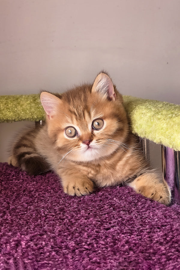 A fluffy british shorthair kitten with striking gold eyes and a white chest resting on a plush purple carpet