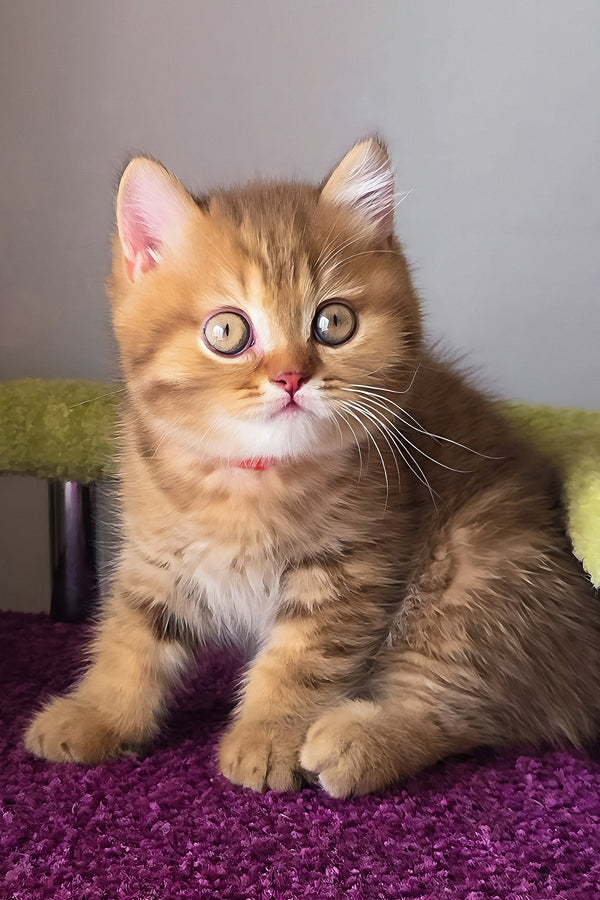 A british shorthair kitten named prince with a fluffy golden tabby coat and striking green eyes sitting on purple surface