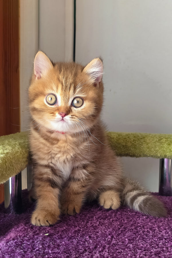 A fluffy golden british shorthair kitten with striking green eyes and a white muzzle sits on a purple carpet