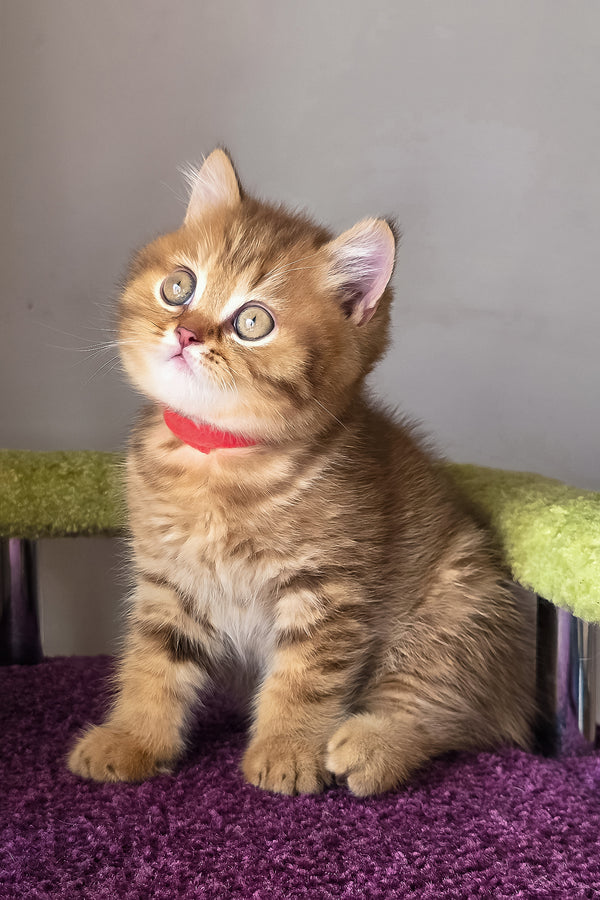 A british shorthair kitten with a fluffy golden tabby coat and striking green eyes sits on a purple carpet