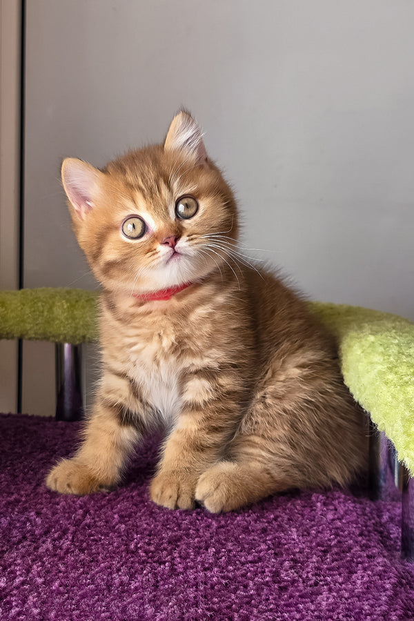 A british shorthair kitten with a fluffy ginger coat and striking green eyes sitting on a purple carpet