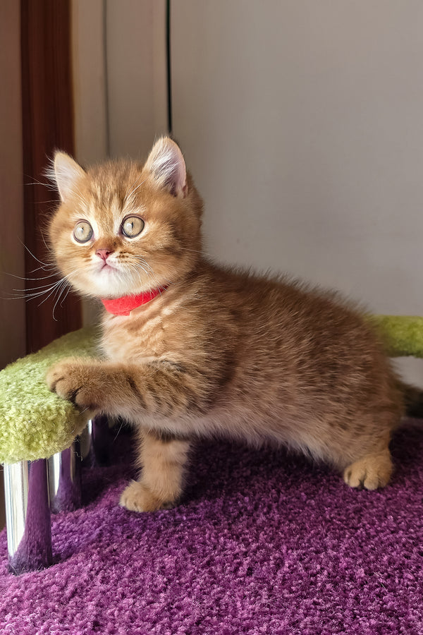 A fluffy british shorthair kitten with striking gold eyes and a bright red collar standing on a purple carpet