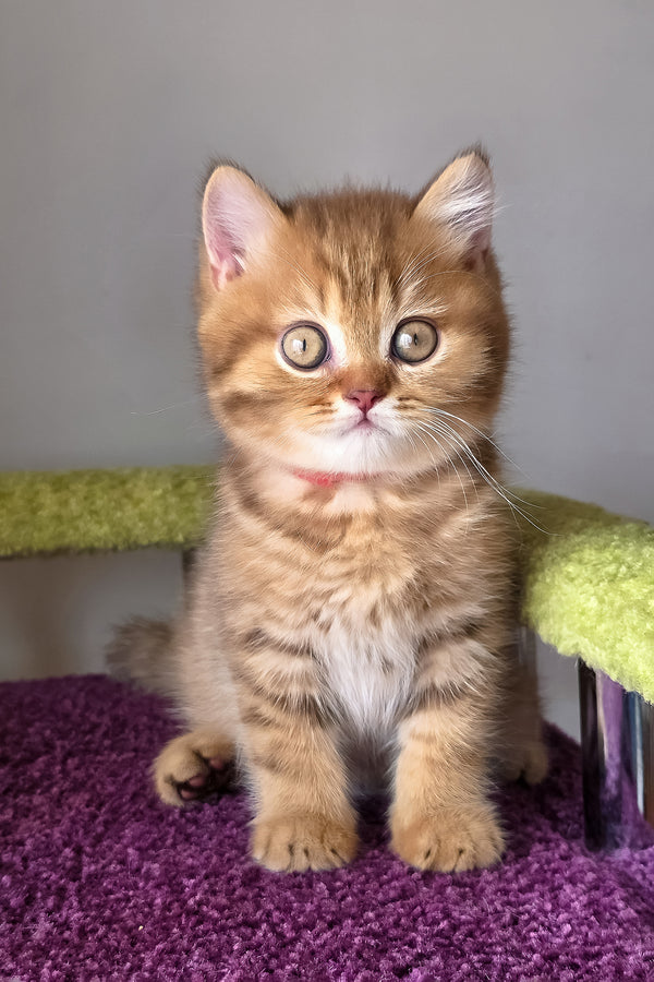 Prince british shorthair kitten with fluffy ginger fur white chest and striking green eyes sitting on purple carpet