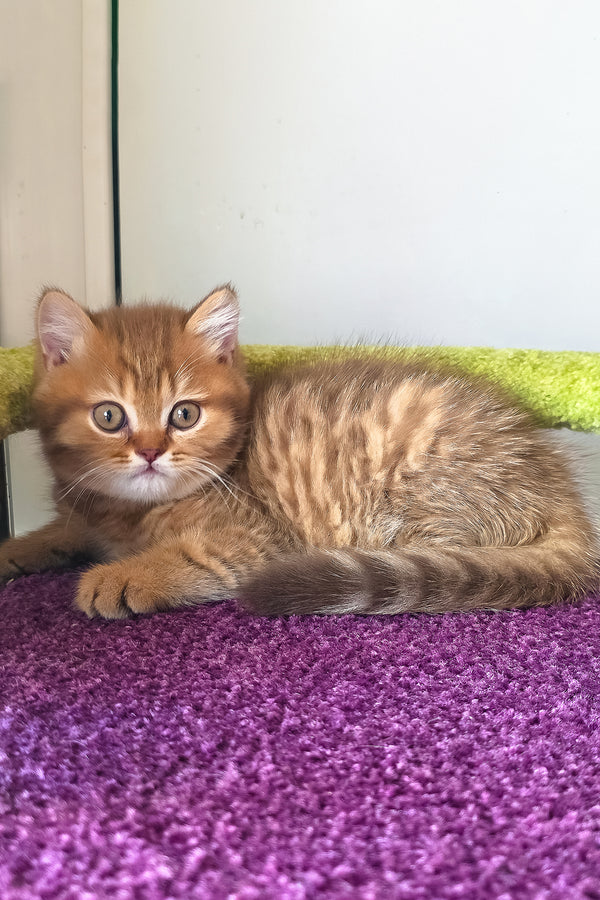 Prince british shorthair kitten with fluffy ginger fur and striking green eyes lounging on a plush purple carpet
